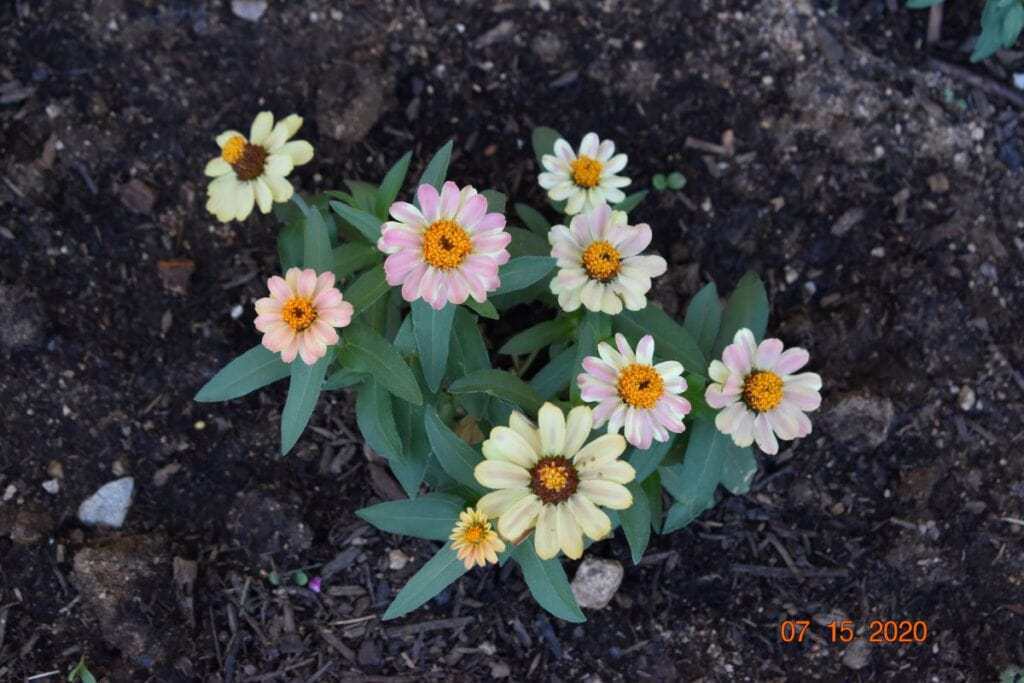 Flowers in Garden
