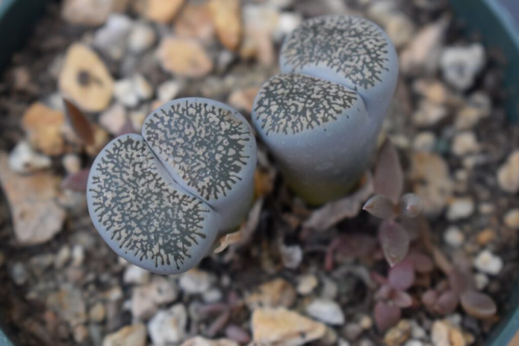 Stone Plant
