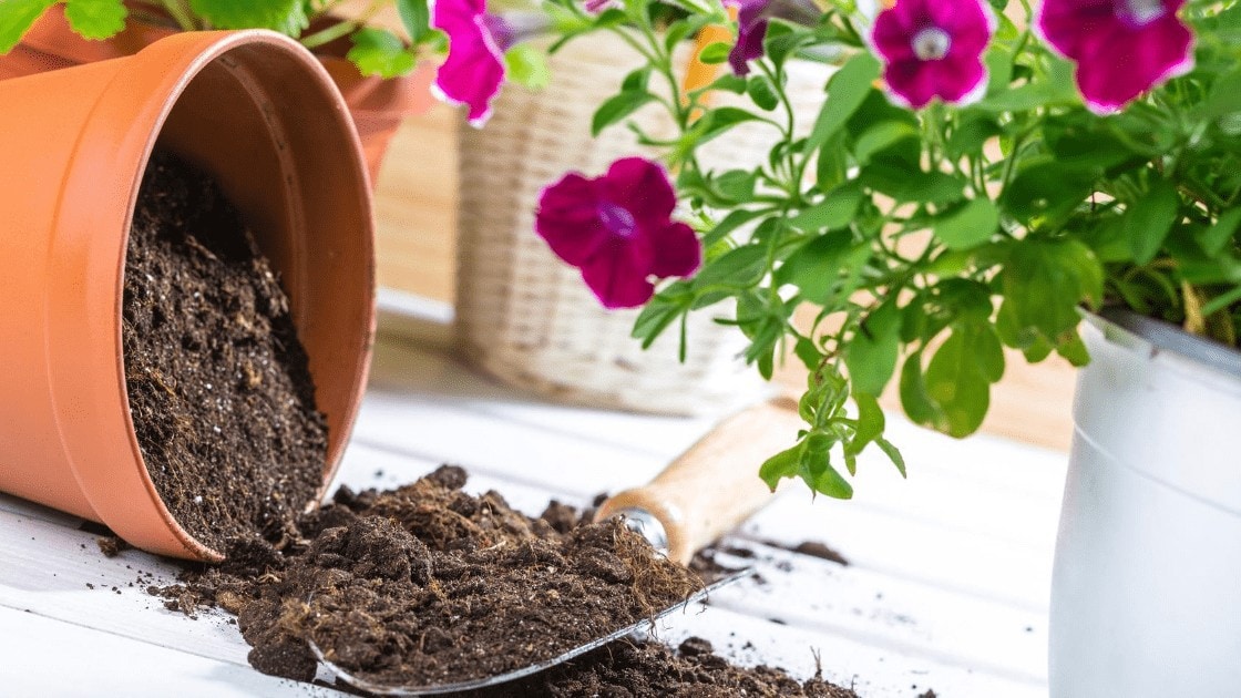 Potting Soils For Every Type of Plants