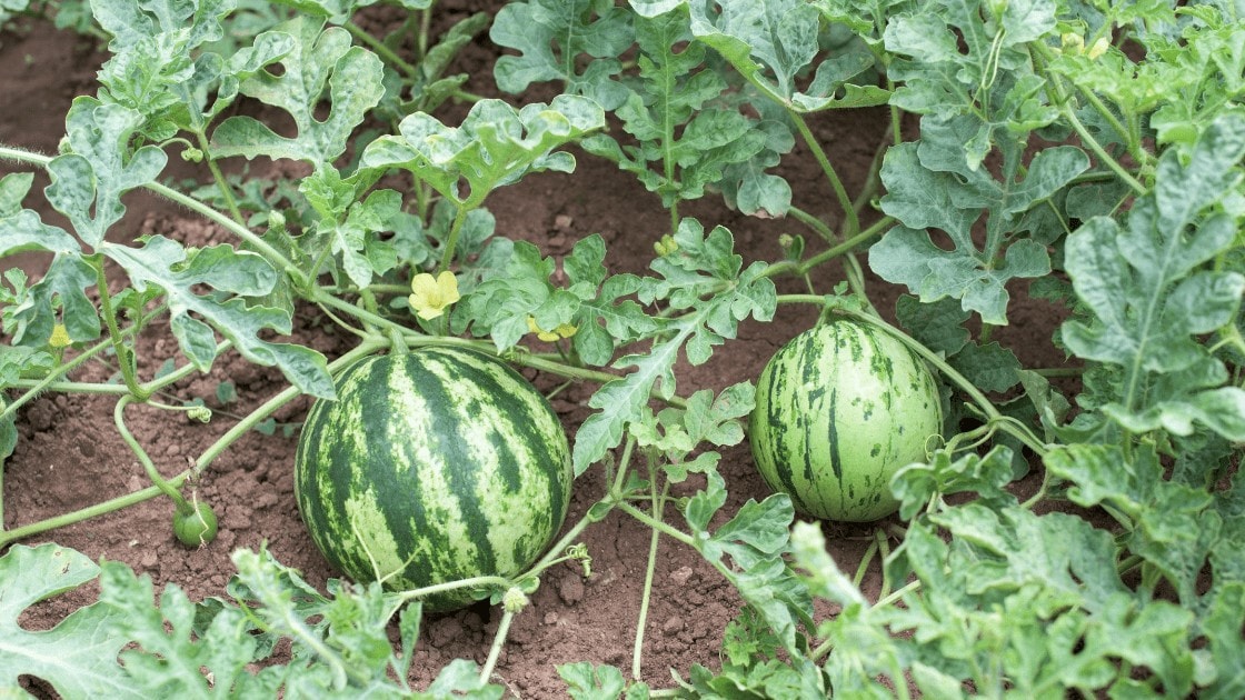 Watermelon Crop