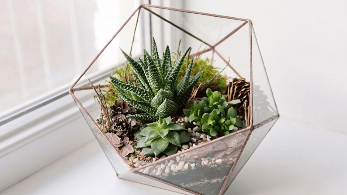 DIY succulent Terrarium