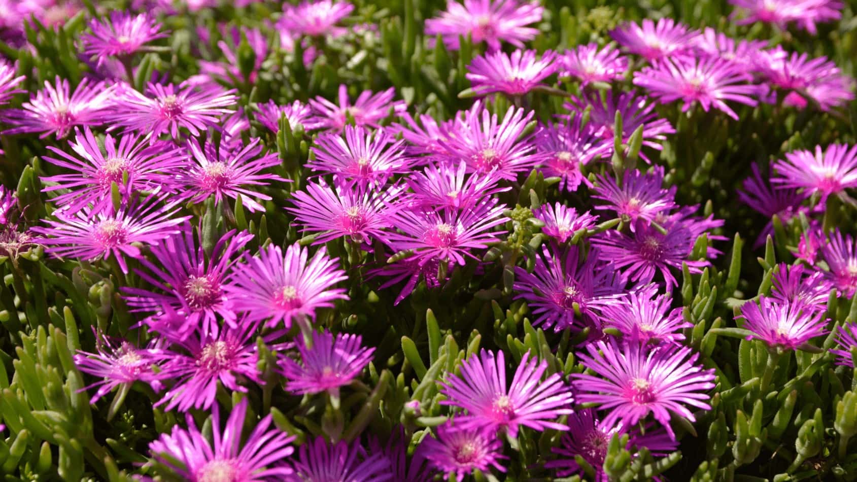 Pink Ice plant flowers