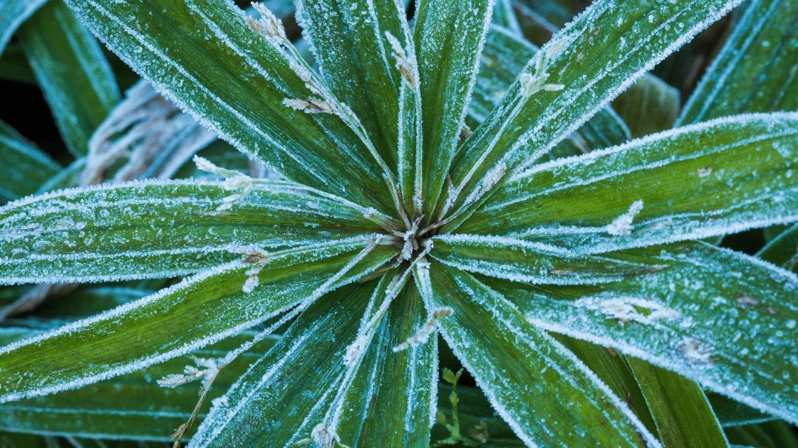 Plant frost