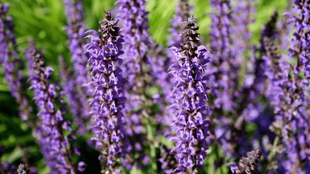 Purple Sage: The Beautiful Purple Flowering Salvia dorrii ...