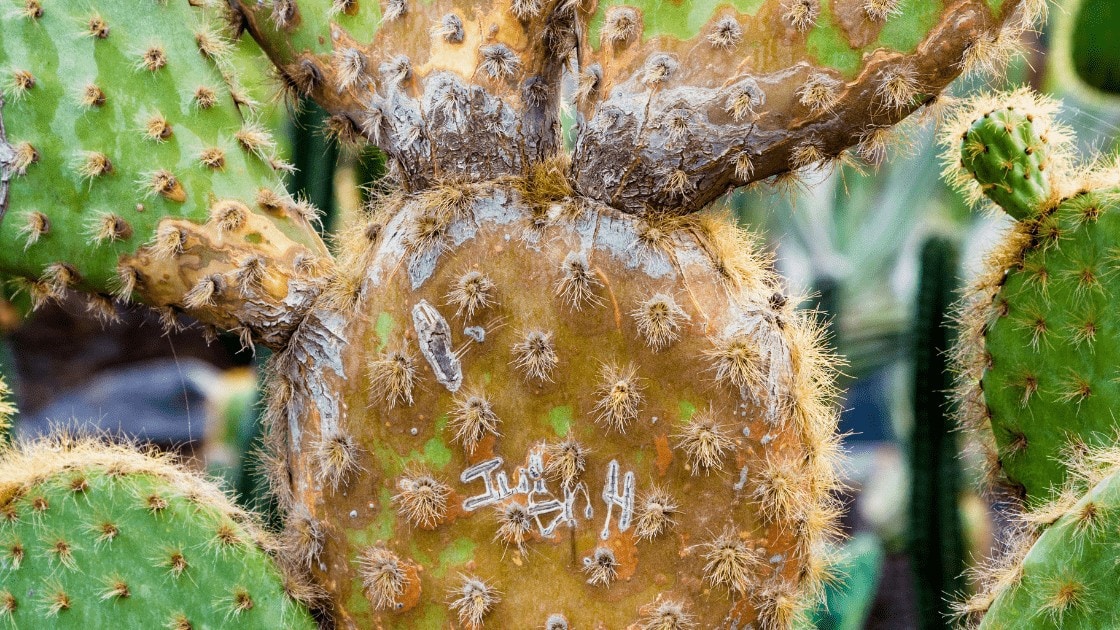 Mealy bug on cactus