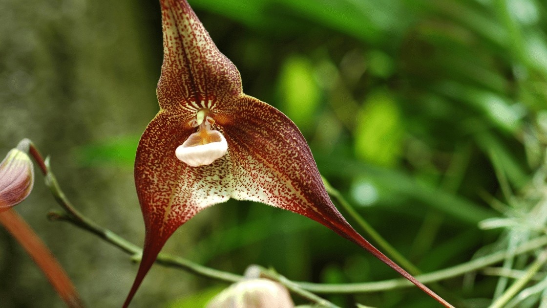 Care and Culture of a Dracula Simia Orchid - Outdoor Garden Accessories