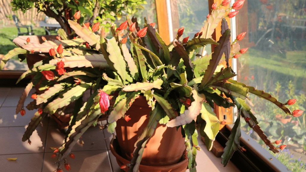 Fishbone Cactus: Care, Growth, and Common Problems - Outdoor Garden