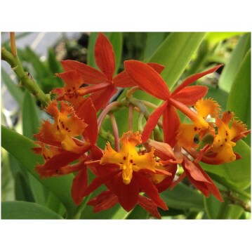 Dendrobium limpidum EXTREMELY RARE miniature terrarium orchid free shipping 