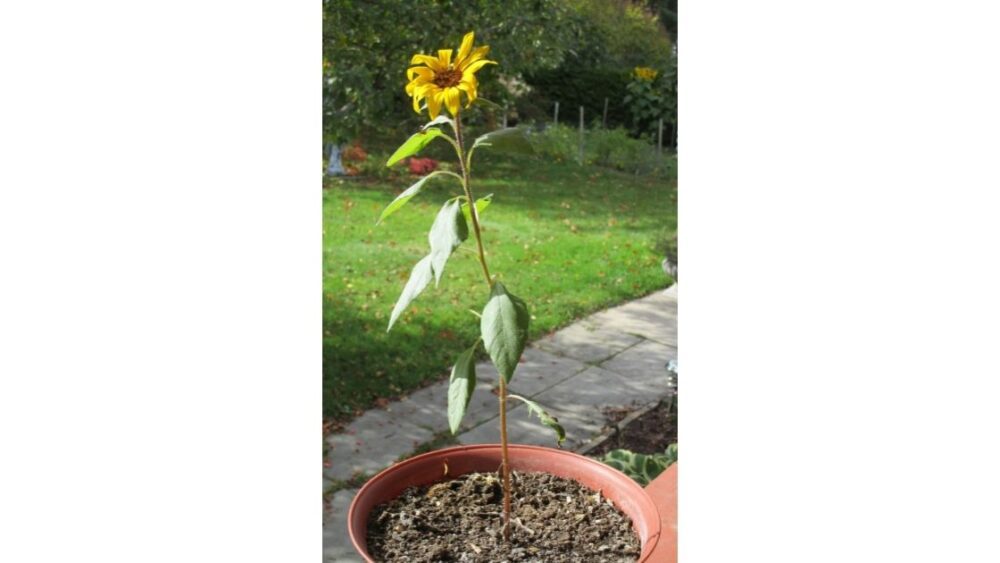 Sunflower Wilting After Repotting Causes, Solutions and Care