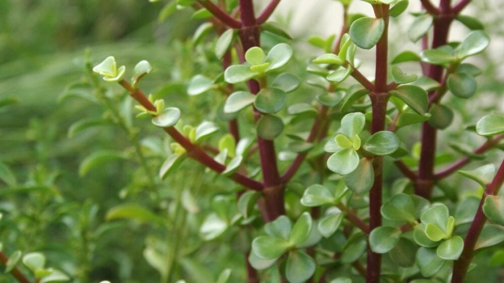 What Causes Jade Plants to Droop After Repotting? Causes and Solutions