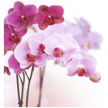 Orchid Varieties